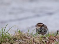 Emberiza pusilla Kärleksstigen, Falsterbo, Vellinge, Skåne, Sweden 20150208_0066