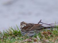 Emberiza pusilla Kärleksstigen, Falsterbo, Vellinge, Skåne, Sweden 20150208_0074