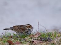 Emberiza pusilla Kärleksstigen, Falsterbo, Vellinge, Skåne, Sweden 20150208_0099