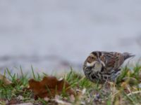 Emberiza pusilla Kärleksstigen, Falsterbo, Vellinge, Skåne, Sweden 20150208_0115