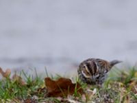 Emberiza pusilla Kärleksstigen, Falsterbo, Vellinge, Skåne, Sweden 20150208_0116