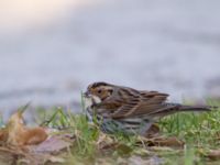 Emberiza pusilla Kärleksstigen, Falsterbo, Vellinge, Skåne, Sweden 20150208_0154