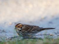 Emberiza pusilla Kärleksstigen, Falsterbo, Vellinge, Skåne, Sweden 20150208_0166