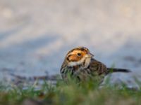 Emberiza pusilla Kärleksstigen, Falsterbo, Vellinge, Skåne, Sweden 20150208_0168