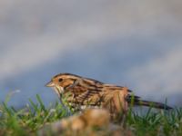 Emberiza pusilla Kärleksstigen, Falsterbo, Vellinge, Skåne, Sweden 20150208_0183