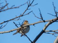 Emberiza pusilla Norra hamnen, Malmö, Skåne, Sweden 20200314_0035