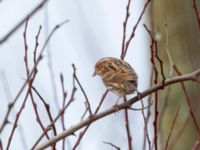 Emberiza pusilla Norra hamnen, Malmnö, Skåne, Sweden 20200223_0007