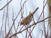 Emberiza pusilla Norra hamnen, Malmnö, Skåne, Sweden 20200223_0009