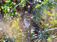 Emberiza rustica Lagunkullen, Ribersborg, Malmö, Skåne, Sweden 20211012_0014