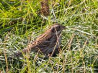 Emberiza rustica Lagunkullen, Ribersborg, Malmö, Skåne, Sweden 20211012_0123