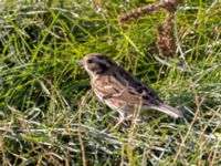 Emberiza rustica Lagunkullen, Ribersborg, Malmö, Skåne, Sweden 20211012_0146