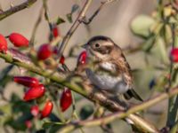 Emberiza rustica Lagunkullen, Ribersborg, Malmö, Skåne, Sweden 20211012_0205