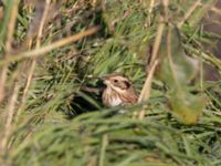 Emberiza rustica Lagunkullen, Ribersborg, Malmö, Skåne, Sweden 20211012_0287