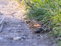 Emberiza rustica Lagunkullen, Ribersborg, Malmö, Skåne, Sweden 20211012_0368