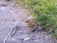 Emberiza rustica Lagunkullen, Ribersborg, Malmö, Skåne, Sweden 20211012_0383