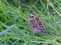 Emberiza rustica Lagunkullen, Ribersborg, Malmö, Skåne, Sweden 20211012_0654