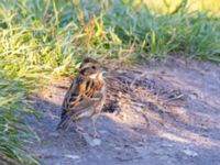 Emberiza rustica Lagunkullen, Ribersborg, Malmö, Skåne, Sweden 20211012_0716