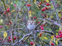 Emberiza rustica Lagunkullen, Ribersborg, Malmö, Skåne, Sweden 20211012_0734