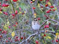 Emberiza rustica Lagunkullen, Ribersborg, Malmö, Skåne, Sweden 20211012_0740