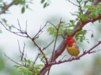 Emberiza rutila ad male Happy Island (Shijiu Tuodao), Hebei, China 19980510 (14)