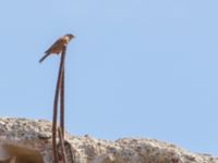 Emberiza sahari male Cap Rihr, Morocco 20180225_0034