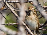 Emberiza schoeniclus Lernacken, Malmö, Skåne, Sweden 20130929_0007