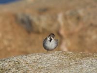 Emberiza schoeniclus Scaniaparken, Malmö, Skåne, Sweden 20160327_0001