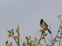 Emberiza schoeniclus ad male Lertagsdammen, Klagshamns udde, Malmö, Skåne, Sweden 20120427 006