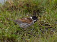 Emberiza schoeniclus ad male Tygelsjö ängar, Malmö, Skåne, Sweden 20100405 237