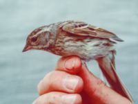 Emberiza spodocephala female Happy Island (Shijiu Tuodao), Hebei, China 19980518 (2)