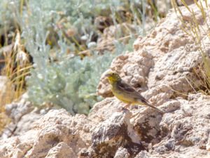 Emberiza cineracea - Cinereous Bunting - Gulgrå sparv