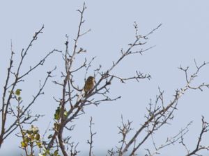 Emberiza cirlus - Cirl Bunting - Häcksparv