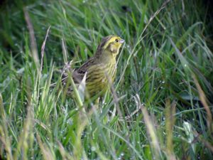 Emberiza citrinella - Yellowhammer - Gulsparv