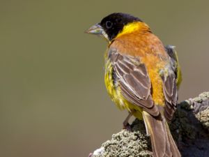 Emberiza melanocephala - Black-headed Bunting - Svarthuvad sparv