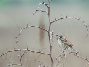 Emberiza spodocephala - Black-faced Bunting - Gråhuvad sparv