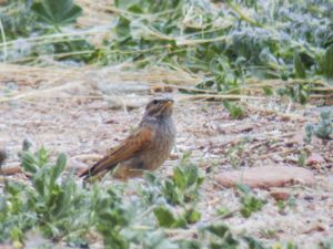 Emberiza striolata - Striolated Bunting - Bergsparv