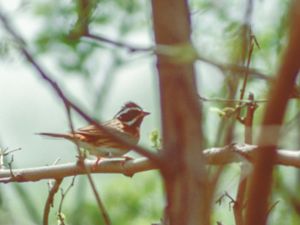 Emberiza tristrami - Tristram's Bunting - Tristramsparv