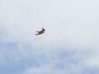 Falco biarmicus erlangeri Oued Jenna, Awsard Road, Western Sahara, Morocco 20180220_0154