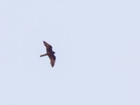 Falco eleonorae ad dark Avdou dam, Crete, Greece 20110929B (54)