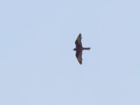 Falco eleonorae ad dark Avdou dam, Crete, Greece 20110929B (58)