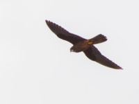 Falco eleonorae ad light Cape Formentor, Mallorca, Spain 20120929B 015