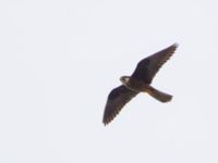 Falco eleonorae ad light Cape Formentor, Mallorca, Spain 20120929B 028