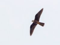 Falco eleonorae ad light Cape Formentor, Mallorca, Spain 20120929B 032