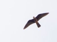 Falco eleonorae ad light Cape Formentor, Mallorca, Spain 20120929B 044