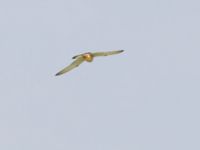 Falco naumanni ad male Dalis Reservoir, Chachuna, Kakheti, Georgia 20180427B_1079