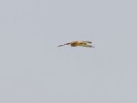 Falco naumanni ad male Dalis Reservoir, Chachuna, Kakheti, Georgia 20180427B_1081