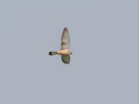 Falco naumanni ad male Dalis Reservoir, Chachuna, Kakheti, Georgia 20180427B_1099