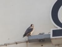 Falco peregrinus ad Cementa, Norra hamnen, Malmö, Skåne, Sweden 20220815_0002