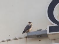 Falco peregrinus ad Cementa, Norra hamnen, Malmö, Skåne, Sweden 20220815_0004