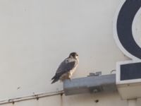 Falco peregrinus ad Cementa, Norra hamnen, Malmö, Skåne, Sweden 20220815_0006